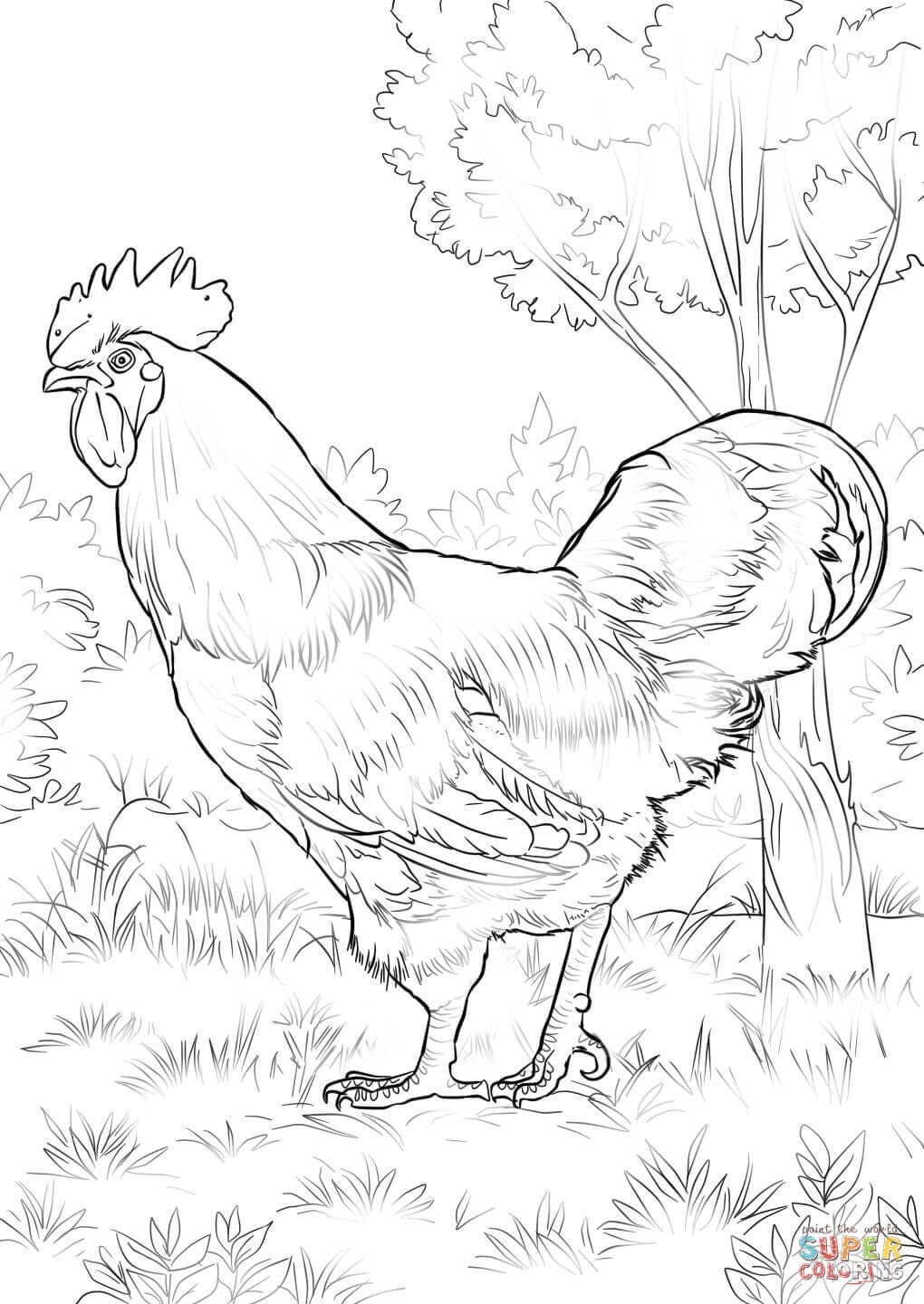 rooster-coloring-pages-for-adults-at-getcolorings-free-printable-colorings-pages-to-print