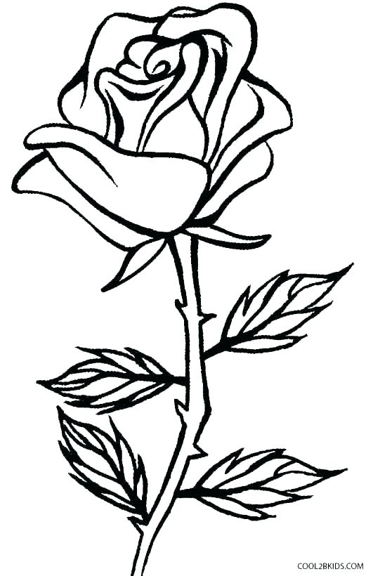 Rose Garden Coloring Pages at GetColoringscom Free