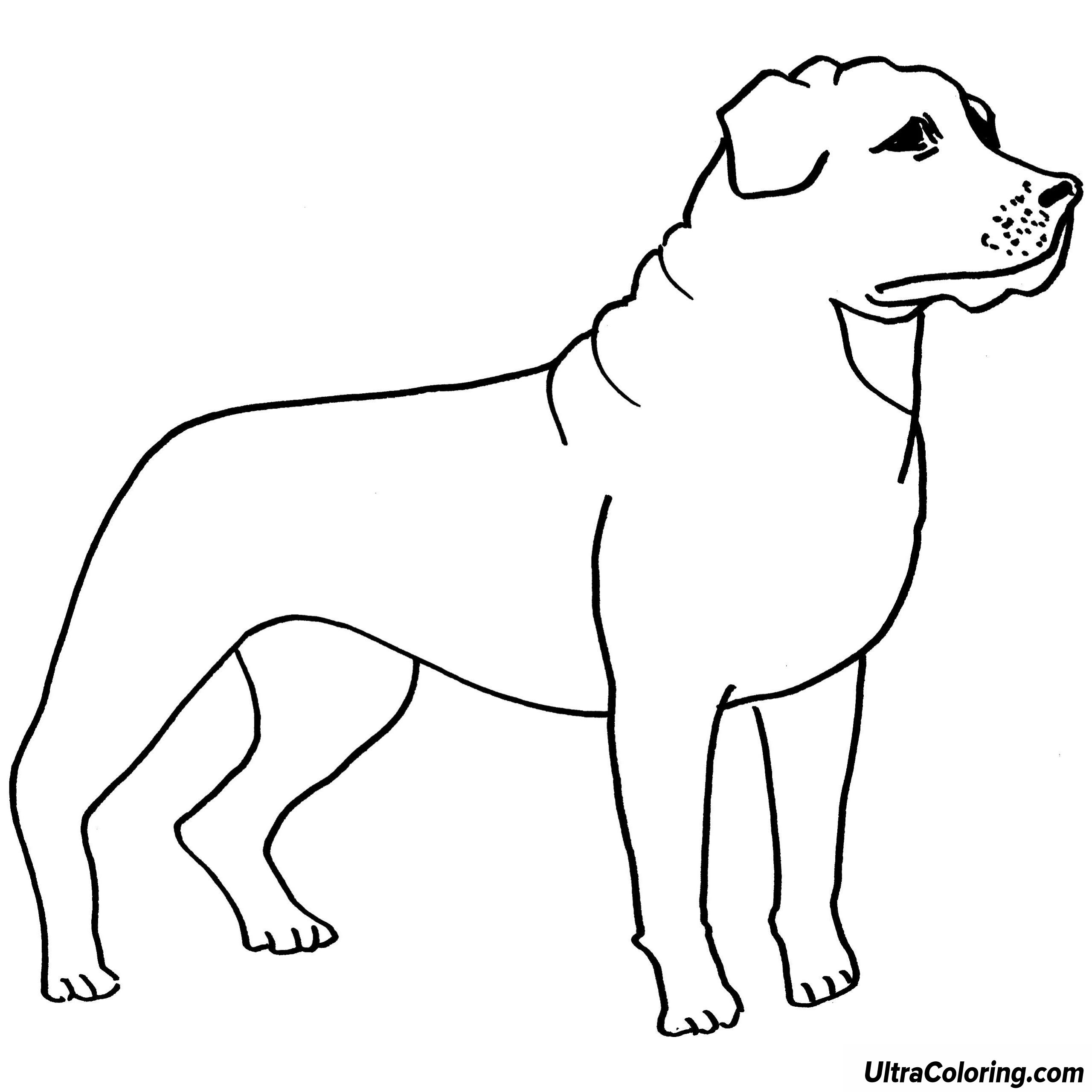rottweiler-coloring-pages-at-getcolorings-free-printable