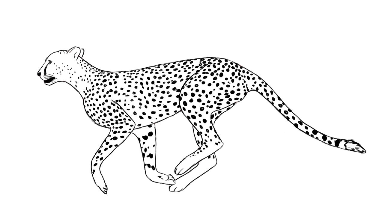 Running Cheetah Coloring Pages at Free printable