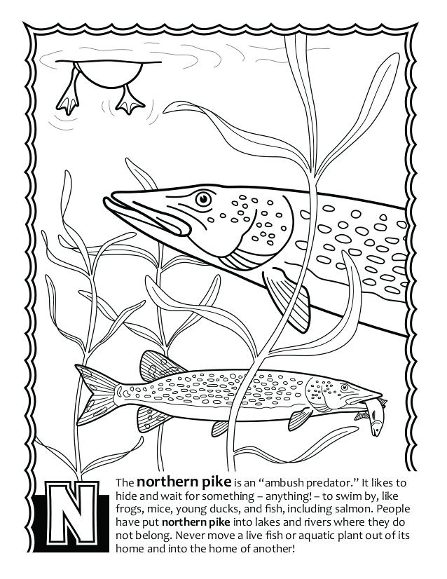 Salmon Coloring Pages at GetColorings.com | Free printable colorings