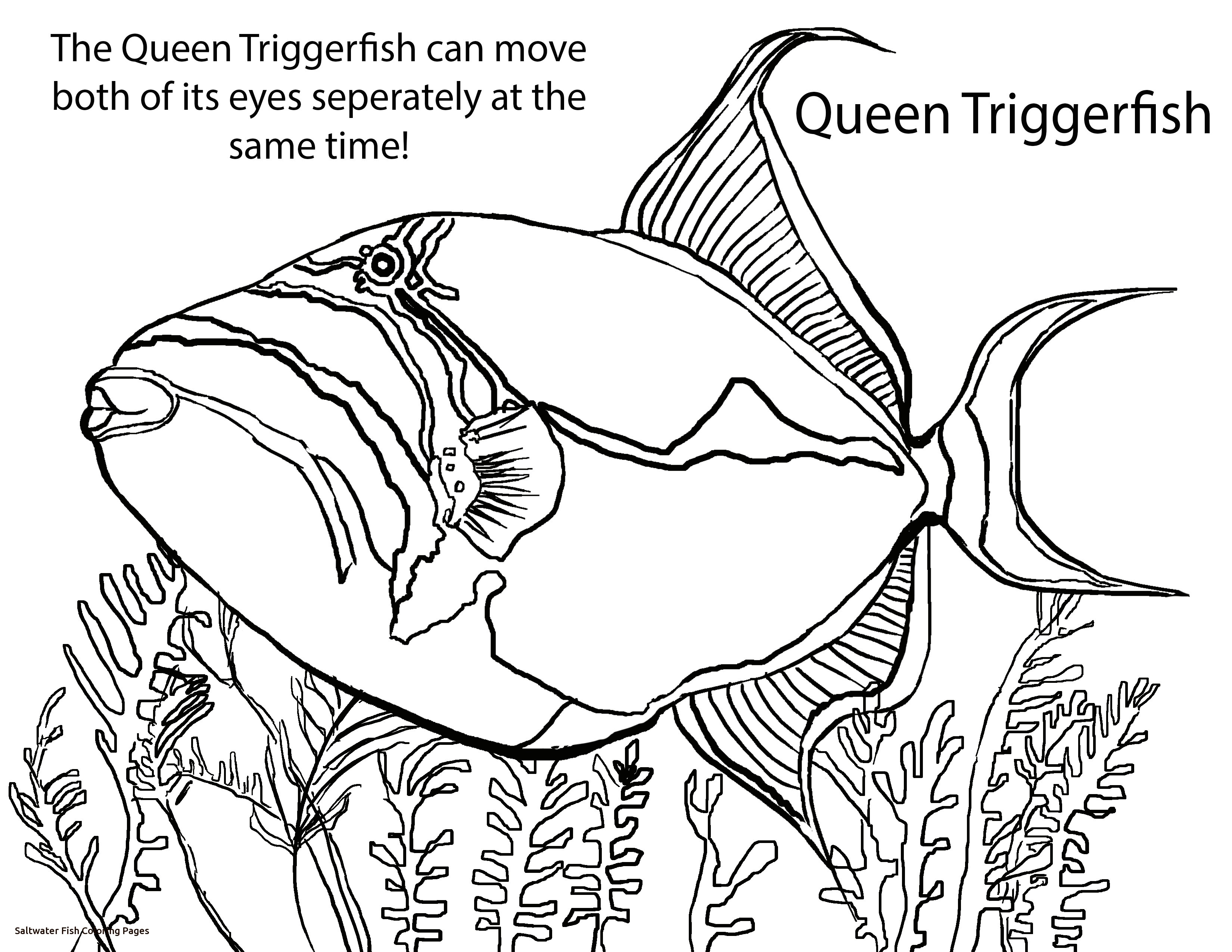 Saltwater Fish Coloring Pages At Free Printable