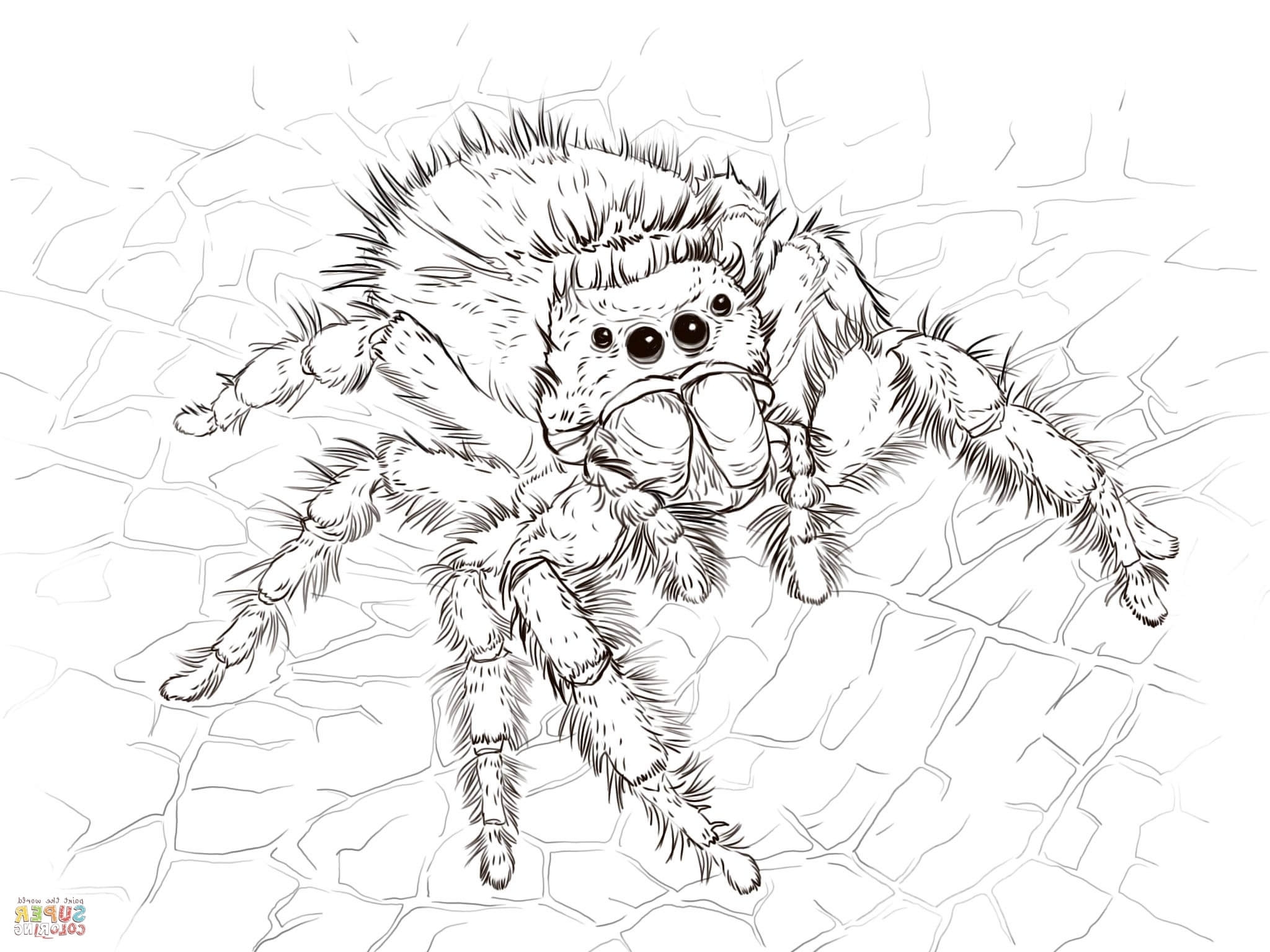 Black Widow Coloring Page Spider Hanging / Pin by Джулианиa Мориарти on