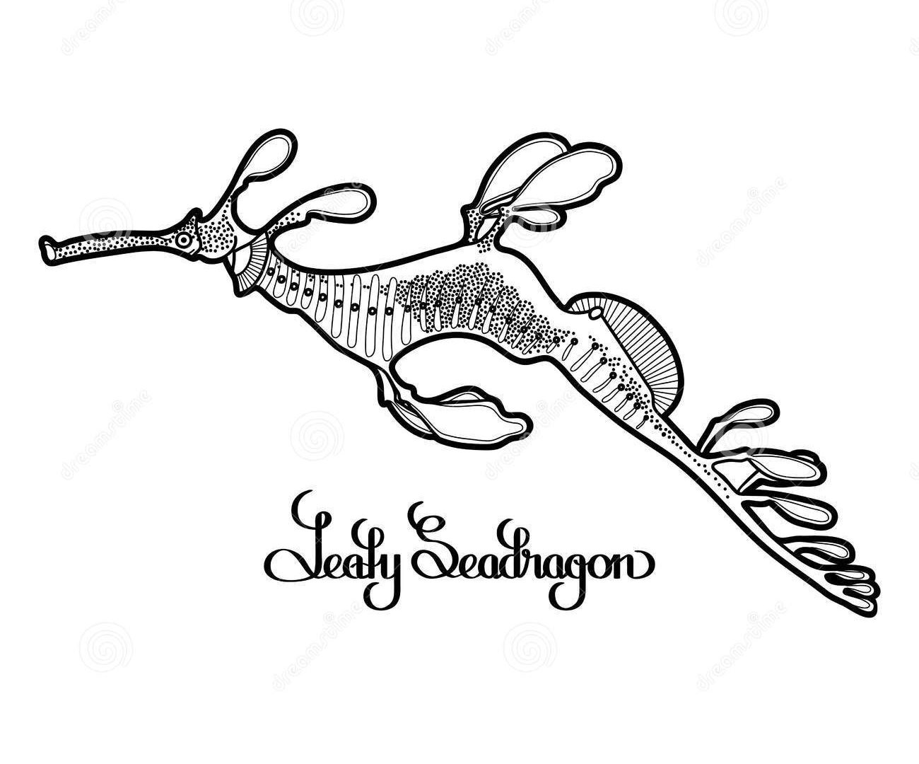 Sea Dragon Coloring Pages at GetColorings.com | Free printable