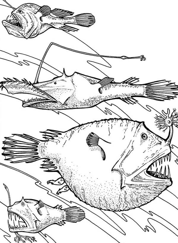Sea Fish Coloring Pages at GetColorings.com | Free printable colorings