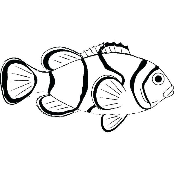 Sea Fish Coloring Pages at GetColorings.com | Free printable colorings