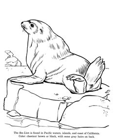 Sea Lion Coloring Page at GetColorings.com | Free printable colorings