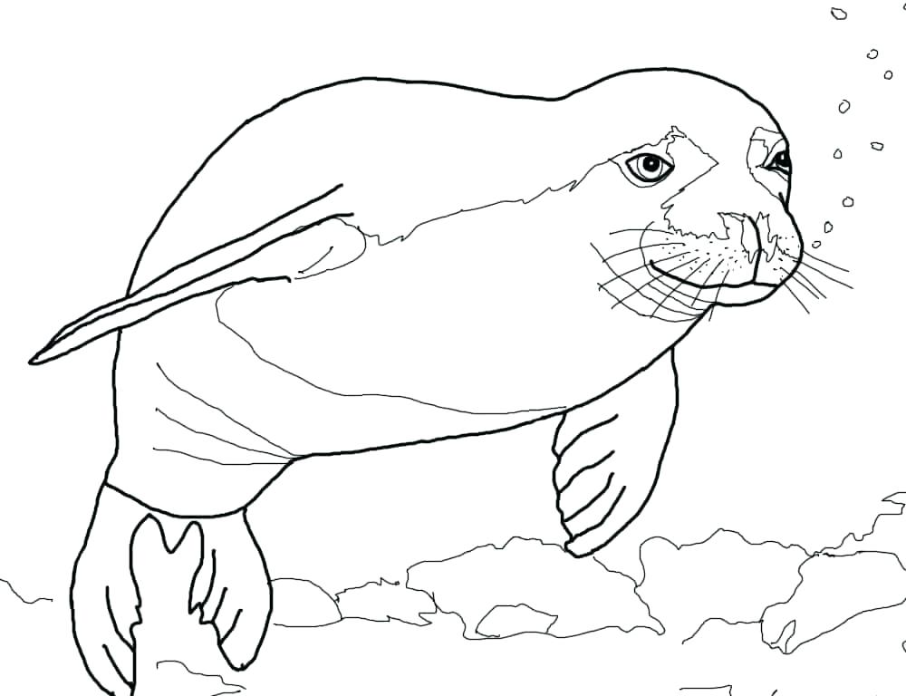 Sea Lion Coloring Page At GetColorings Free Printable Colorings 
