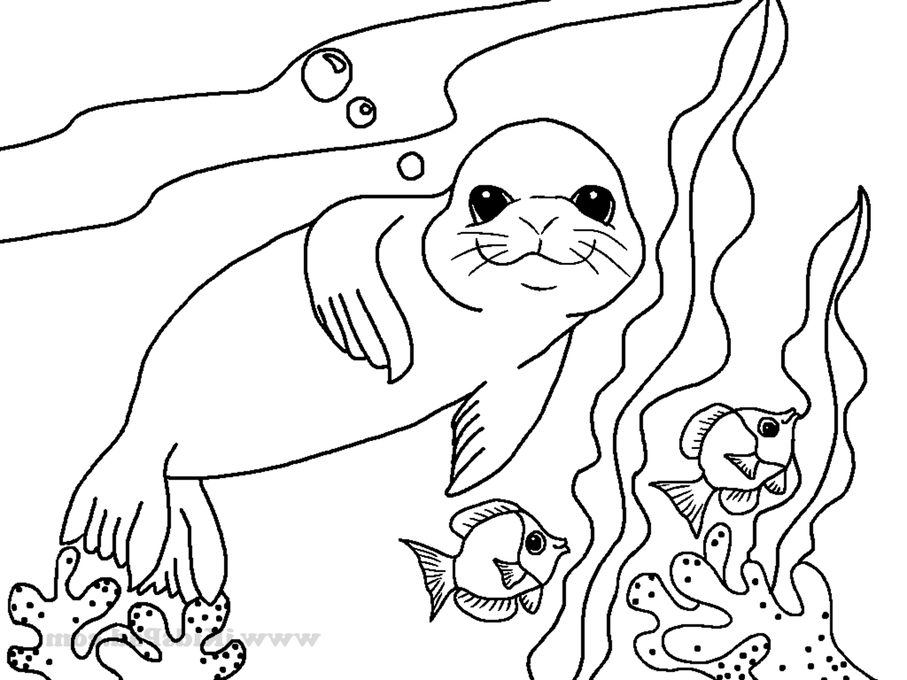 Sea Lion Coloring Page At GetColorings Free Printable Colorings 