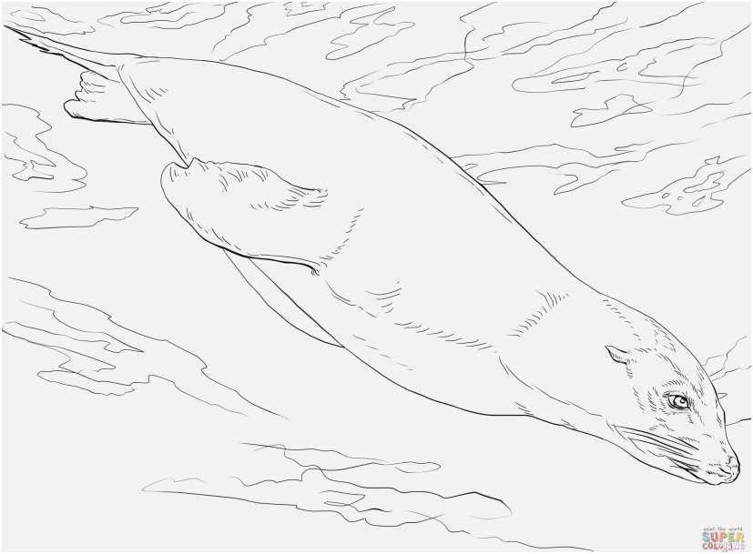 Sea Lion Coloring Page at GetColorings.com | Free printable colorings