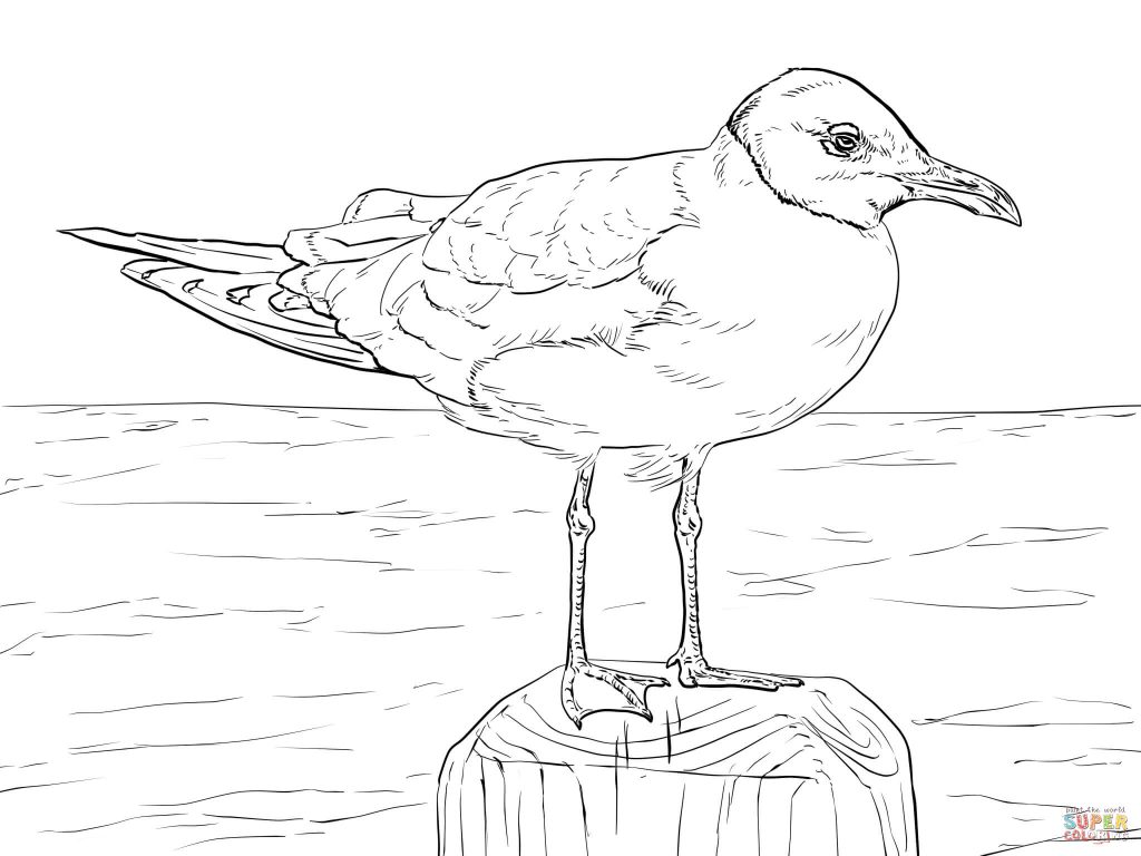 Seagull Coloring Page At Free Printable Colorings