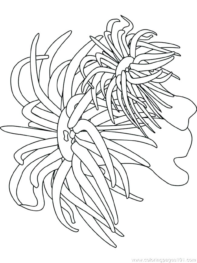 Seaweed Coloring Pages At GetColorings Free Printable Colorings 