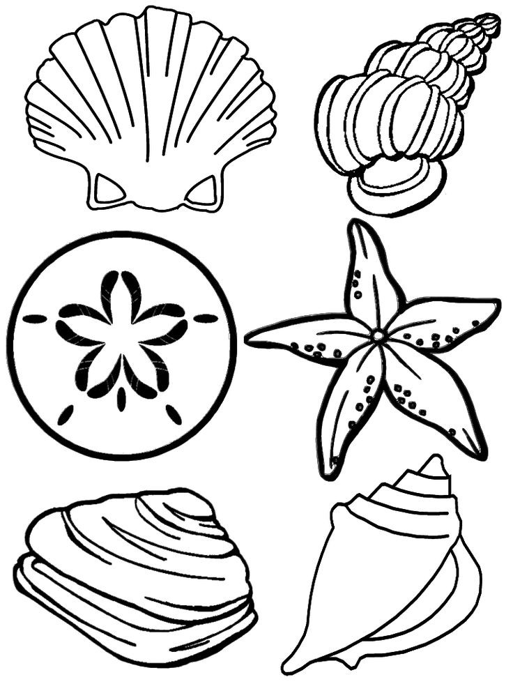 Shell Coloring Pages At Getcolorings Free Printable Colorings 736x981 Clam Shell Coloring Page Luxury 25 Best Rocks Amp Shells For Mike