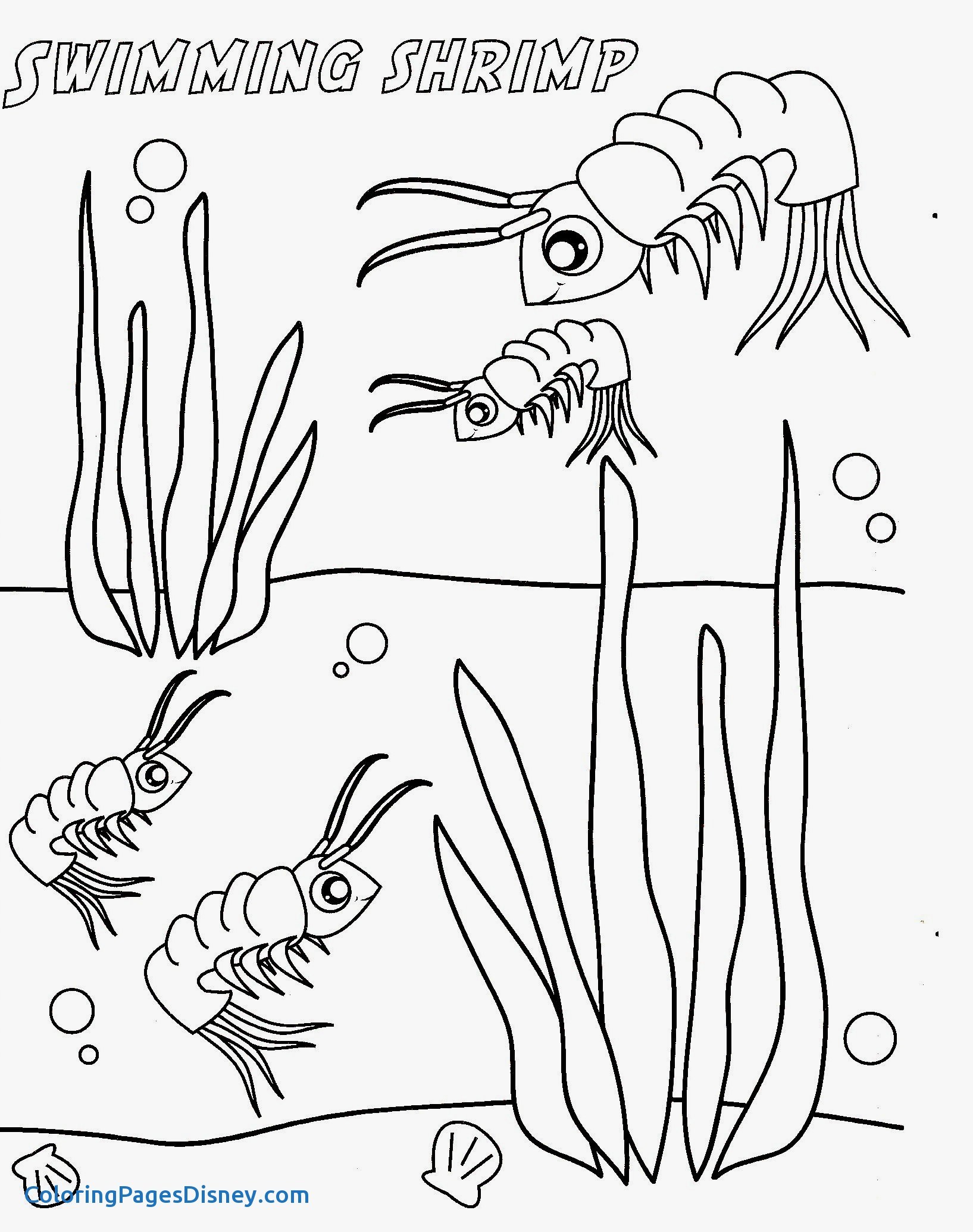 Раскраска морская креветка