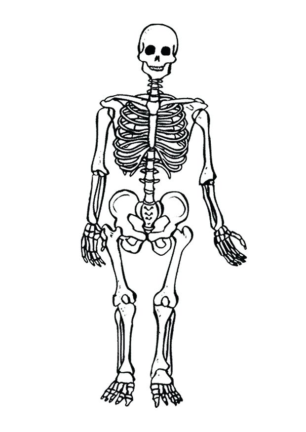 Skeletal System Coloring Pages at Free printable