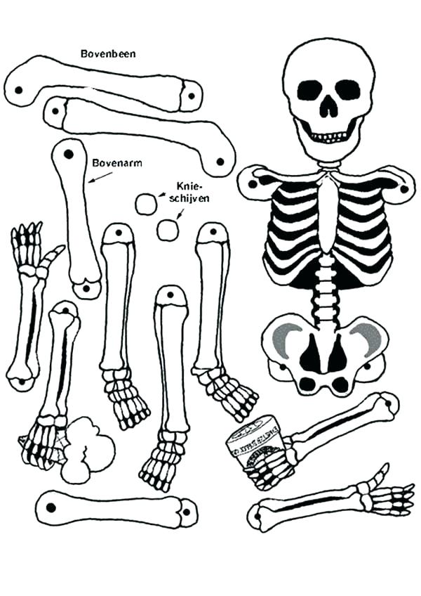 Humerus Bone Anatomy Human Size