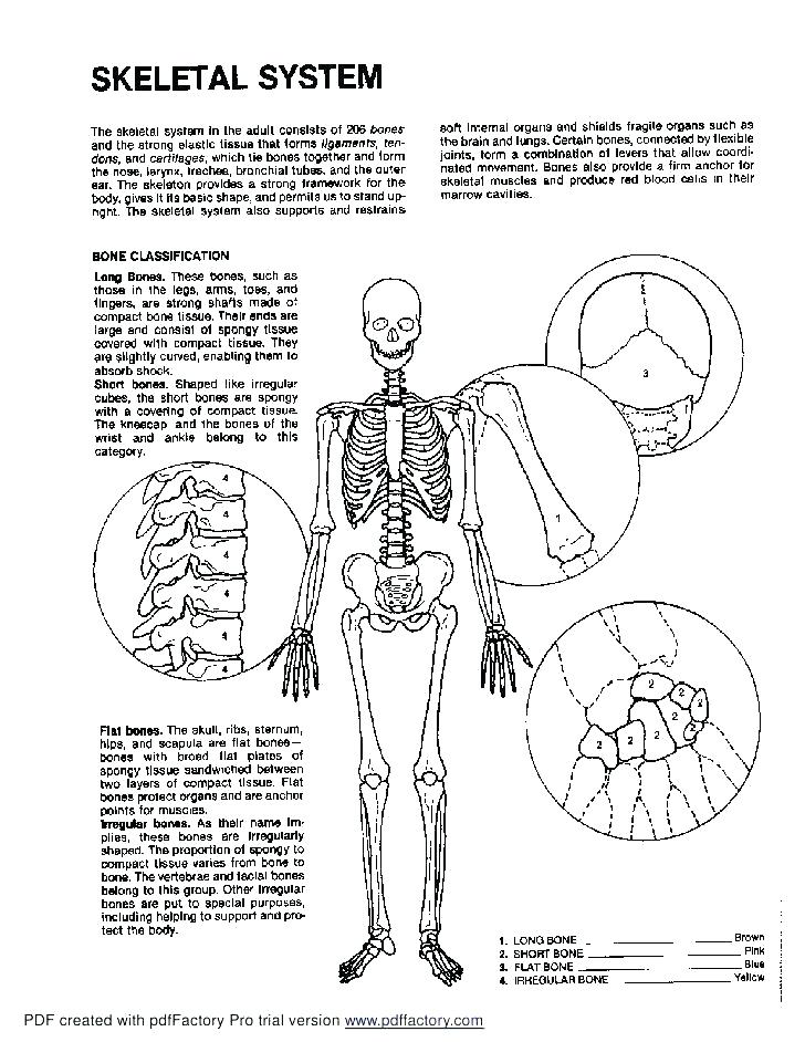 Skeleton Coloring Pages Anatomy at GetColorings.com | Free printable