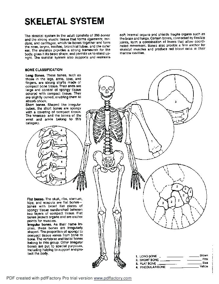 Skeleton Coloring Pages Anatomy at GetColoringscom Free