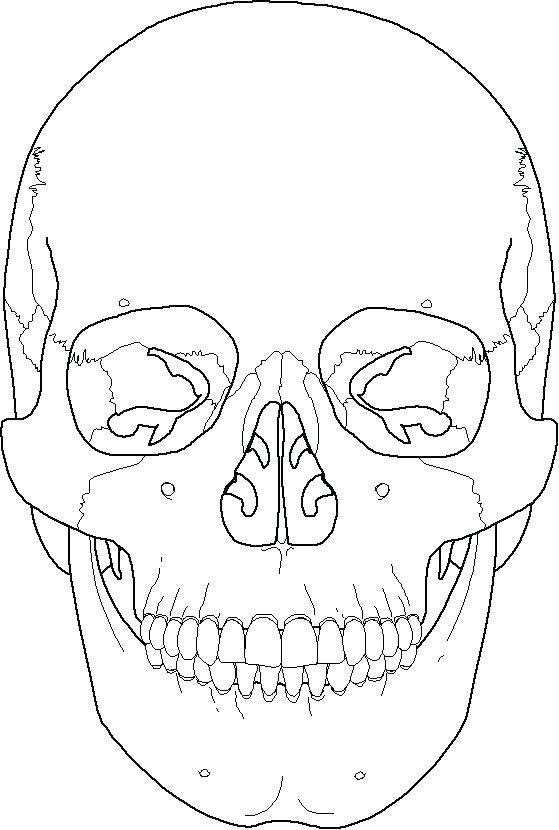 Printable Skull Anatomy Coloring Pages