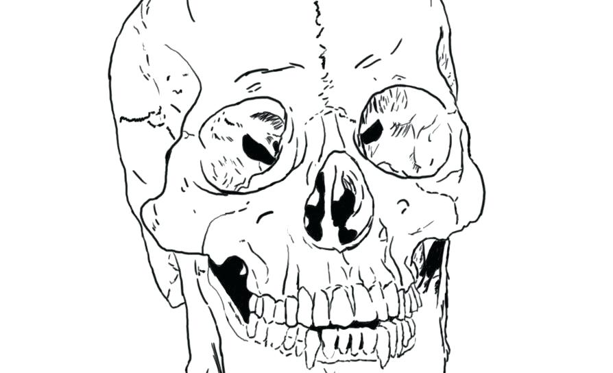 Skull Anatomy Coloring Pages at Free printable