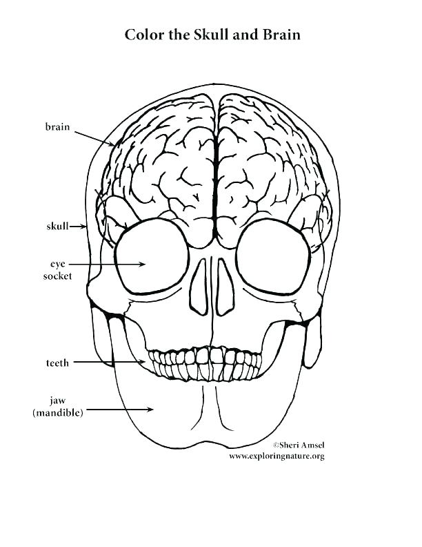Skull Anatomy Coloring Pages at Free printable