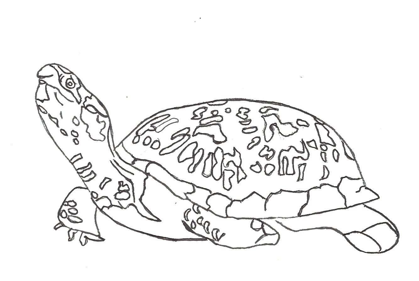 Snapping Turtle Coloring Pages At GetColorings Free Printable 