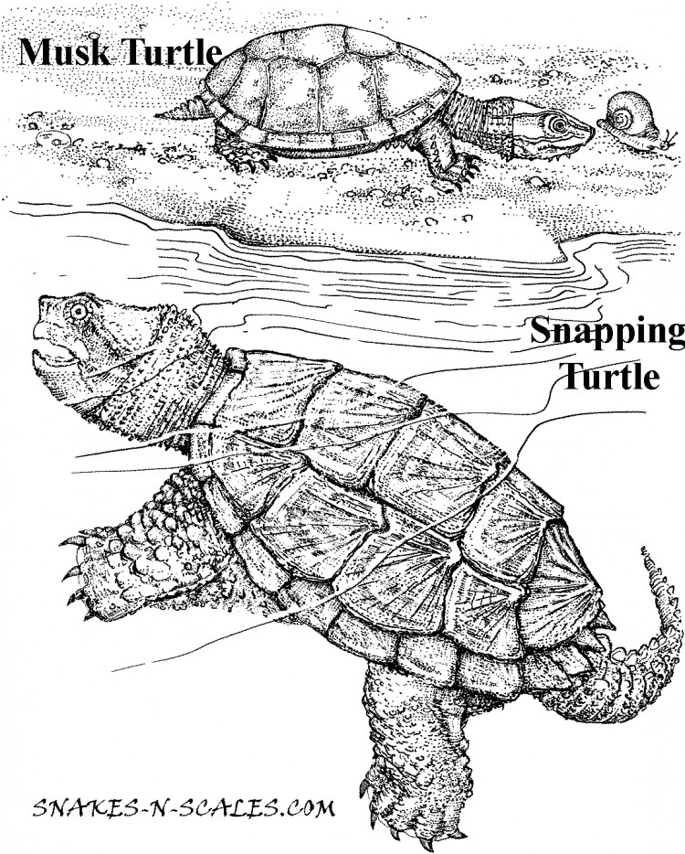 Snapping Turtle Coloring Pages At GetColorings Free Printable 