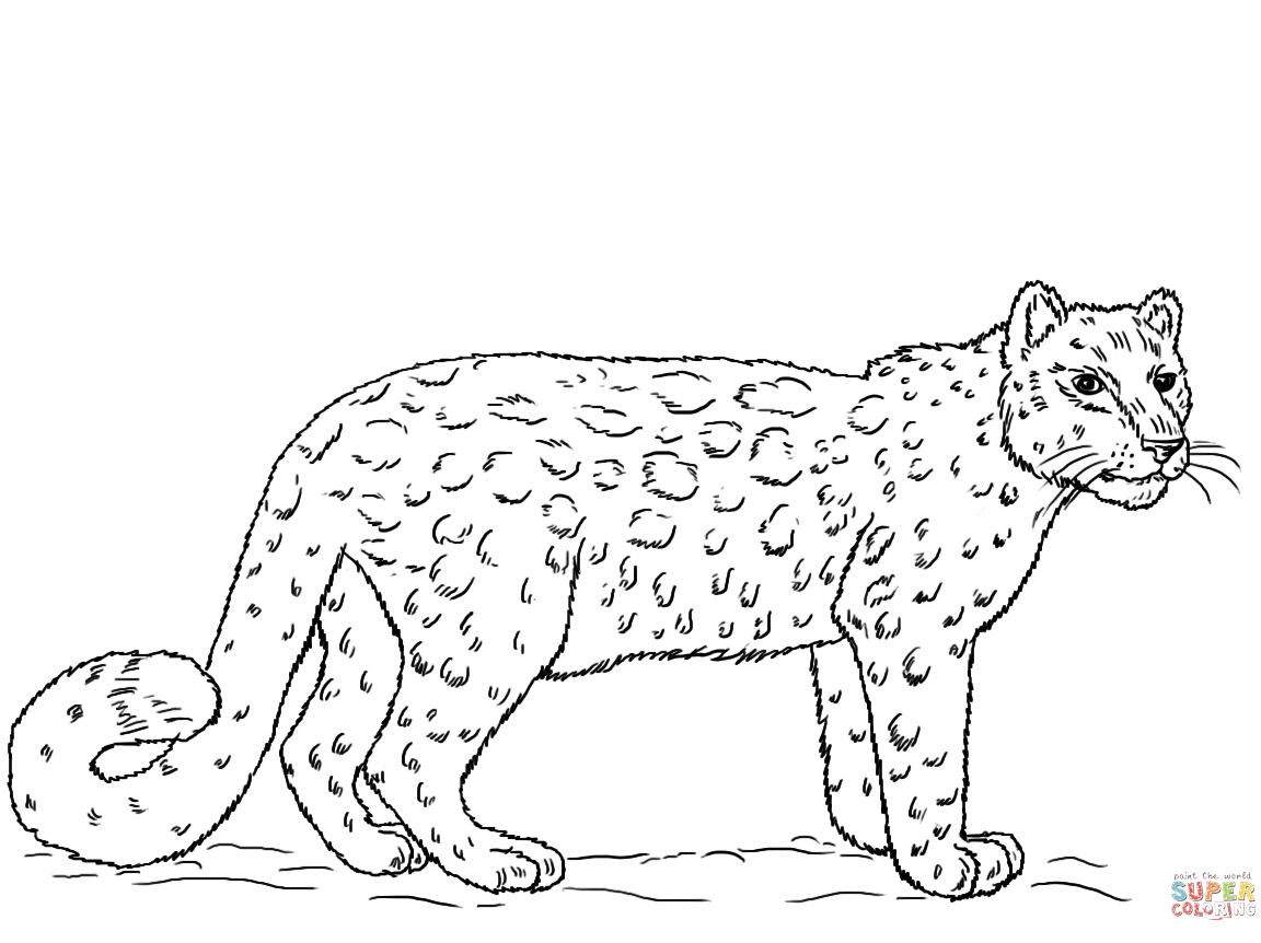 Snow Leopard Coloring Pages at GetColorings.com | Free printable