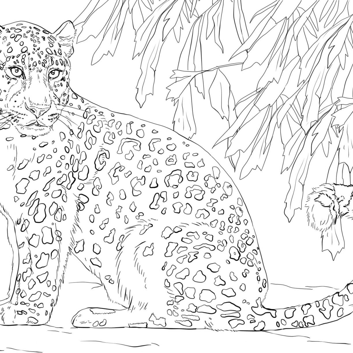 Snow Leopard Coloring Pages at GetColorings.com | Free printable