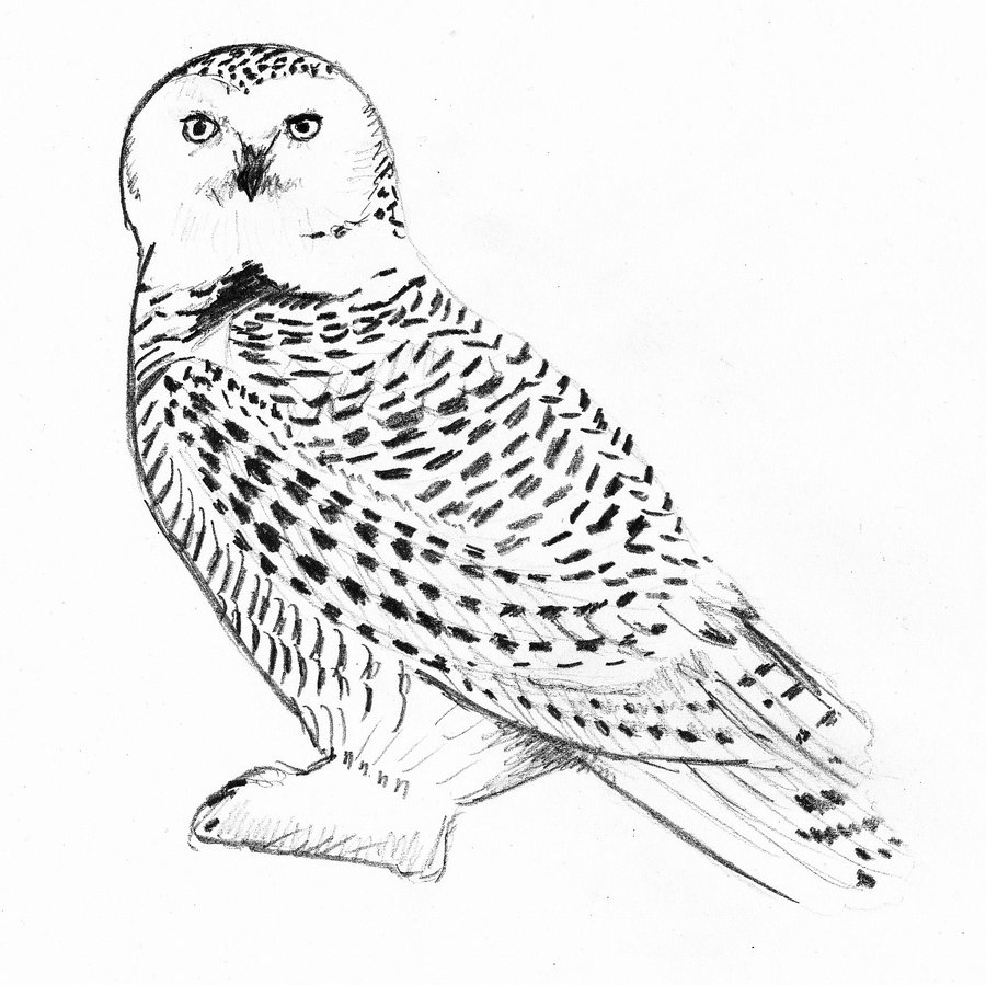 snowy-owl-coloring-page-at-getcolorings-free-printable-colorings