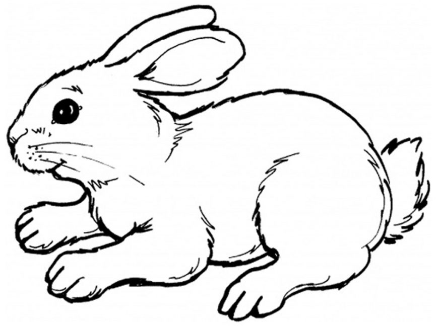 Spring Bunny Coloring Pages at GetColorings.com | Free printable