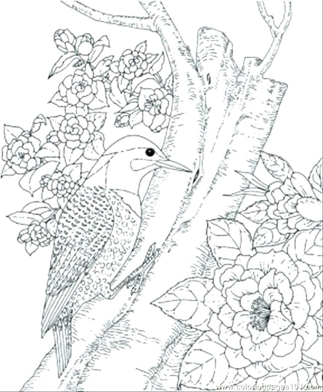 State Bird Coloring Pages at GetColorings.com | Free printable