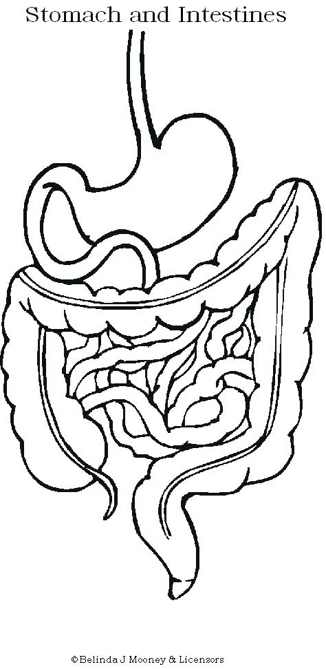 Stomach Coloring Page at GetColorings.com | Free printable colorings