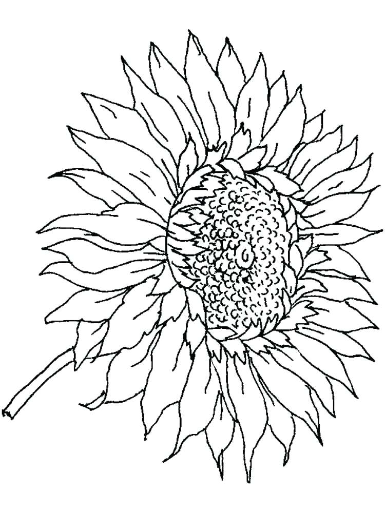 Sunflower Coloring Pages For Adults at GetColoringscom