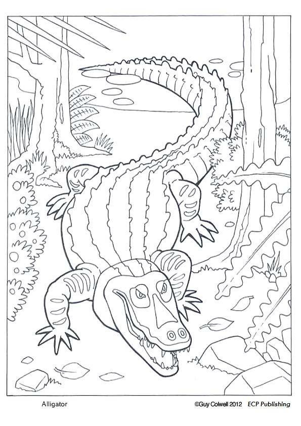 coloring animals swamp animal snake printable alligator getcolorings cute educationalcoloringpages foster ginger