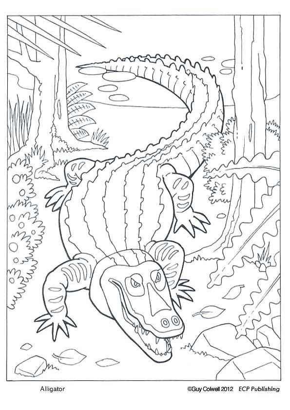Printable Desert Animals