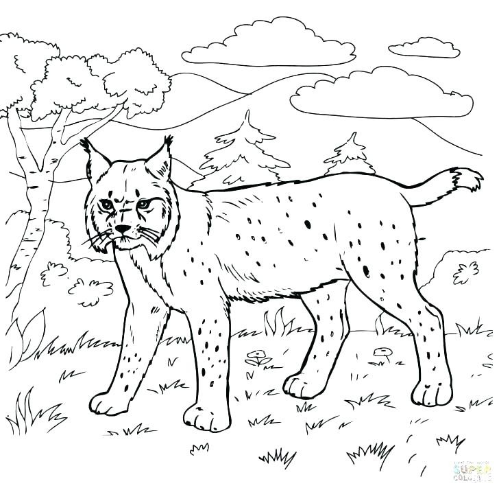 10 Swamp Animal Coloring Pages for Nature Lovers: Unleash Your Creativity in the Wild