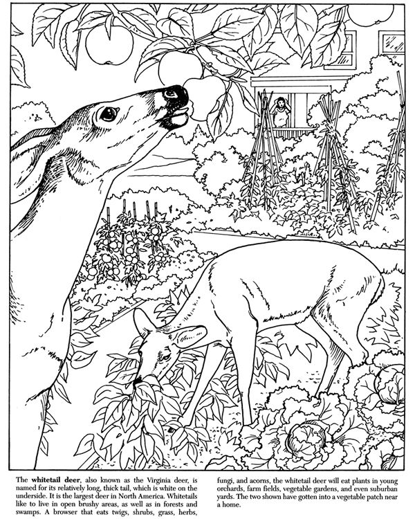 Swamp Animals Coloring Pages at Free printable
