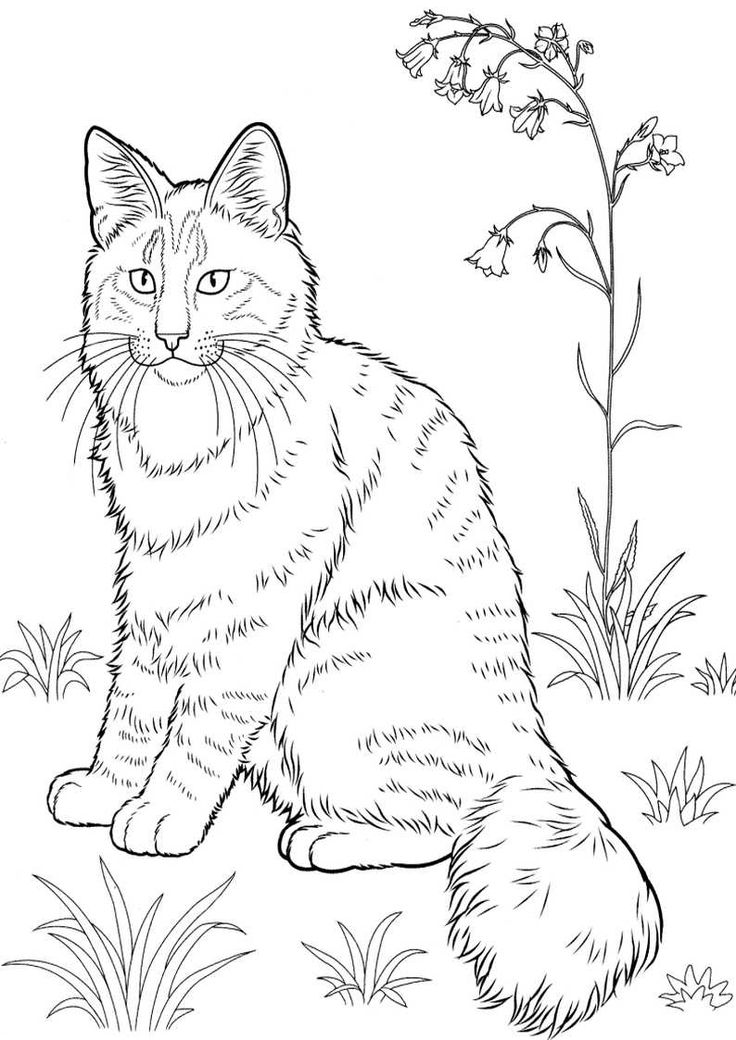 255 Animal Tabby Cat Coloring Page with Printable