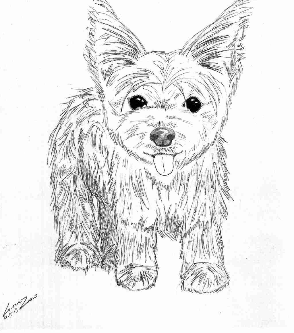 terrier-coloring-pages-at-getcolorings-free-printable-colorings
