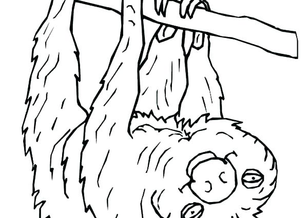 Three Toed Sloth Coloring Pages at GetColorings.com | Free printable