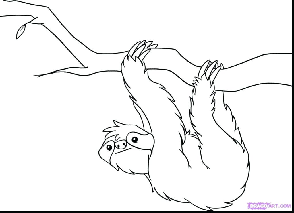Three Toed Sloth Coloring Pages at Free printable