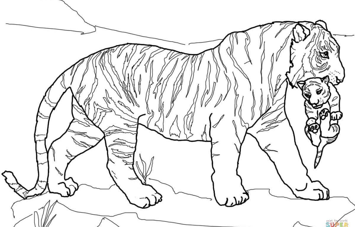 Tiger Coloring Pages For Adults at GetColorings.com | Free printable