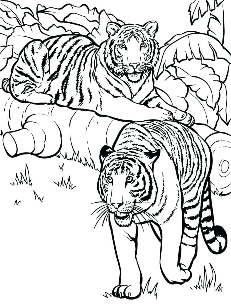 Tiger Cub Coloring Pages at Free