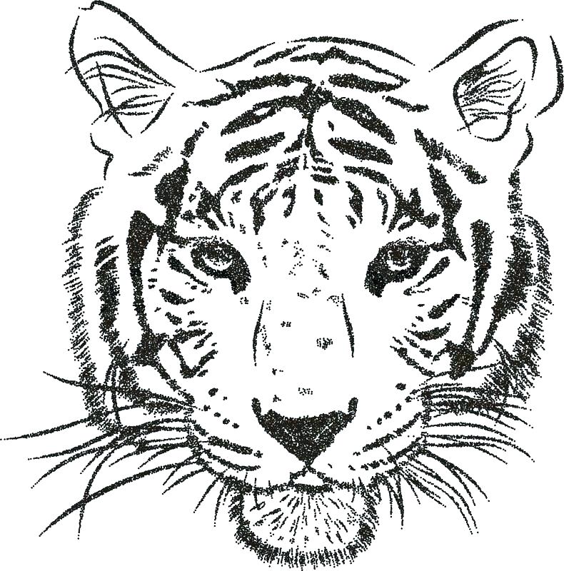 Realistic Tiger Face Coloring Pages Tiger Face Coloring