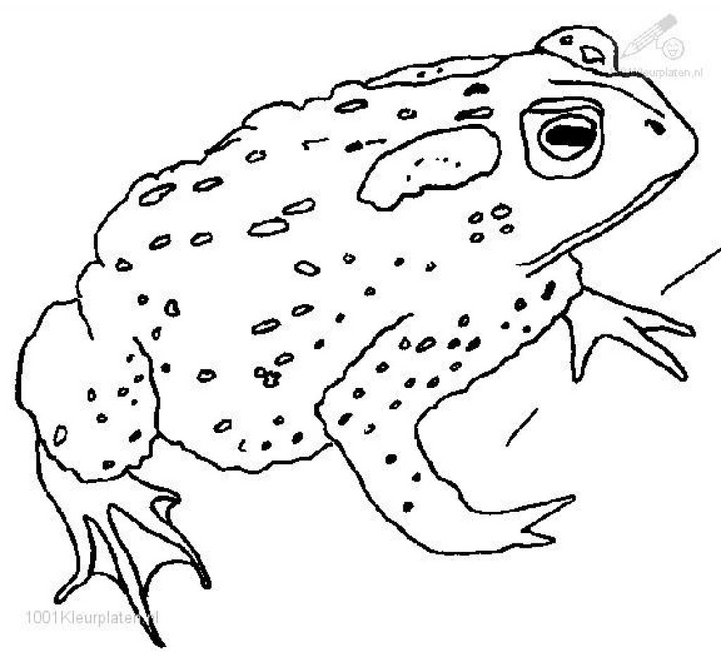 Toad Coloring Pages At GetColorings Free Printable Colorings Pages To Print And Color