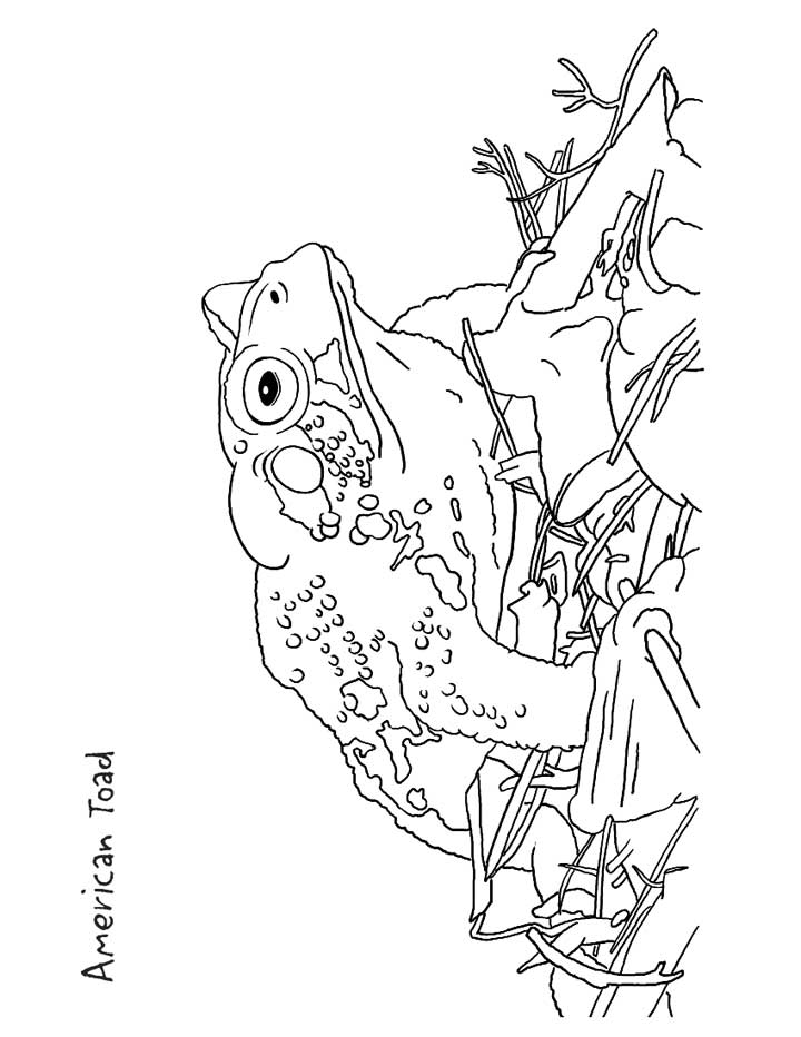 Toad Coloring Pages At Getcolorings Free Printable Colorings