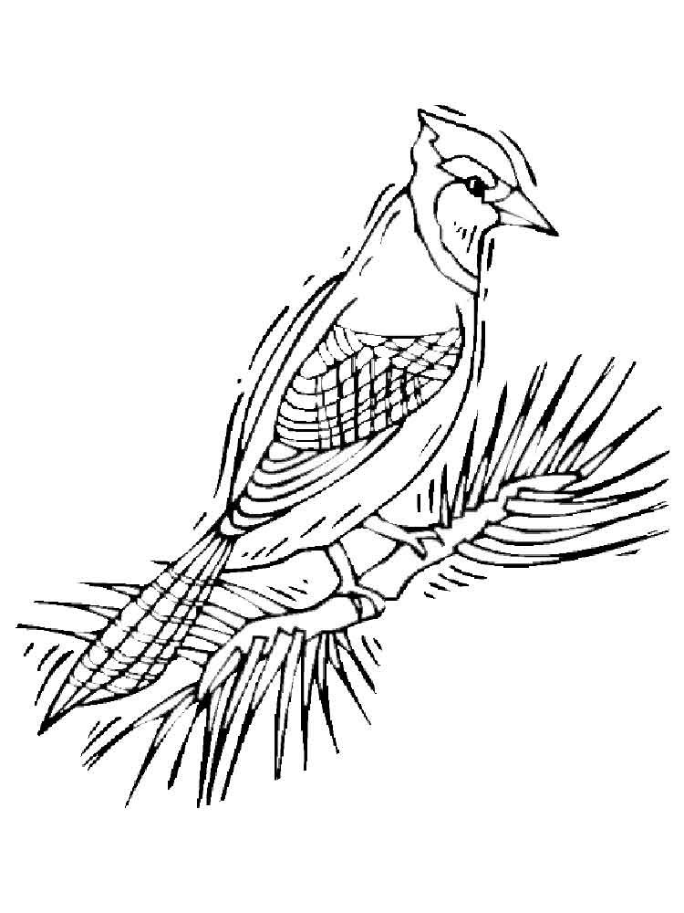 Toronto Blue Jays Coloring Pages at GetColorings.com  Free printable