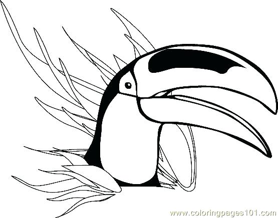 Toucan Bird Coloring Pages at GetColorings.com | Free printable