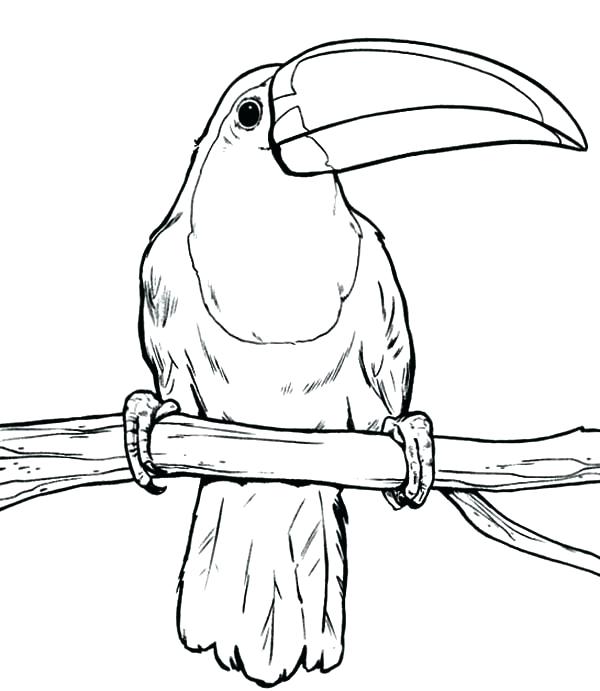 Toucan Coloring Page at GetColorings.com | Free printable colorings